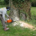 Elagages et abattages